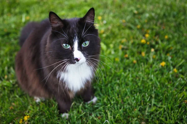 Gato Fofo Preto Branco Senta Grama Verde Gramado Olha Para — Fotografia de Stock