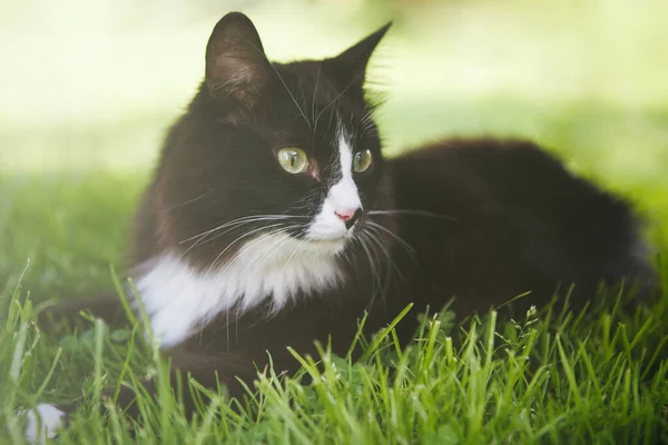 Black White Fluffy Cat Concentrated Side Sitting Green Grass Lawn — Stock Photo, Image