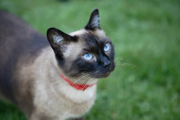 灰色の青い目をしたシアメスの猫が庭の草の上を歩いている 選択的フォーカス ぼかし背景 — ストック写真