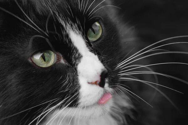 突出した舌を持つかわいい黒と白の猫の肖像画 緑の目 接近中だ 選択的フォーカス ぼかし背景 — ストック写真
