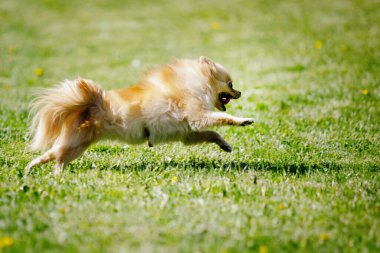 Pomeranya Red Spitz köpeği yeşil çimlerde koşar. Seçici odak, bulanık arkaplan.
