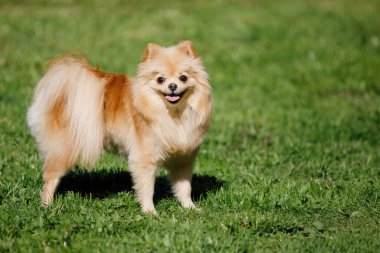 Kırmızı Pomeranya köpek tükürüğü yeşil çimlerin üzerinde duruyor. Gülümsüyor, dilini çıkarıyor. Seçici odak, bulanık arkaplan.