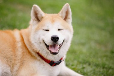 Japon Akita Inu köpeği yeşil bir çimenlikte yatar ve gülümser. Seçici odak, bulanık arkaplan.