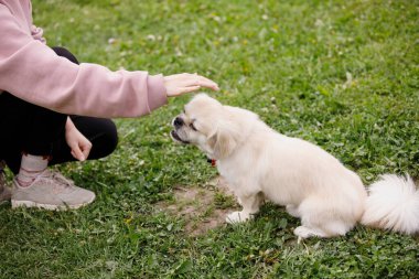 Tibet Spaniel 'i yeşil çimlerde