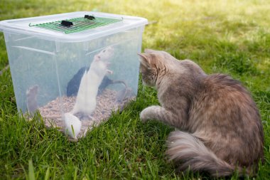 Gri Kedi siyah beyaz fareleri ve yeşil çimlerin üzerinde plastik bir kutuda fareleri izliyor. Seçici odak, bulanık arkaplan.