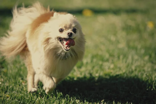 Pomeranian Red Spitz Dog Runs Green Lawn Selective Focus Blur — Stock Photo, Image