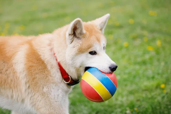 Kırmızı Akita Inu Köpeği Yeşil Çimlerde Bir Topla Oynuyor Seçici — Stok fotoğraf