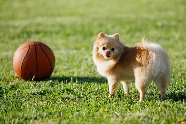 Red Pomeranian Spitz Pes Hraje Basketbalem Zeleném Trávníku Selektivní Zaměření — Stock fotografie