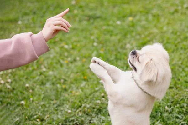 Cão Espanhol Tibetano Está Suas Patas Traseiras Gramado Verde Foco — Fotografia de Stock