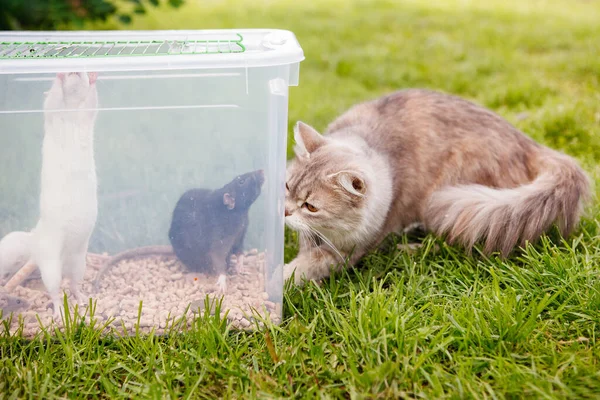 Gray Cat is watching black and white mice and rats in a plastic box on green grass. Selective focus, blurred background.