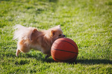 Red Pomeranian Spitz köpeği yeşil çimlerde basketbol topuyla oynuyor. Seçici odak, bulanık arkaplan.