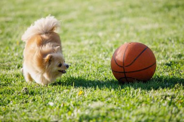 Red Pomeranian Spitz köpeği yeşil çimlerde basketbol topuyla oynuyor. Seçici odak, bulanık arkaplan.