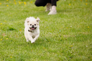 Tibet Spaniel köpeği yeşil çimlerde koşup eğleniyor. Seçici odak, bulanık arkaplan.