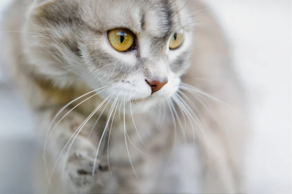 Gatto Grigio Con Gli Occhi Gialli Con Attenzione Ferocemente Guarda — Foto Stock