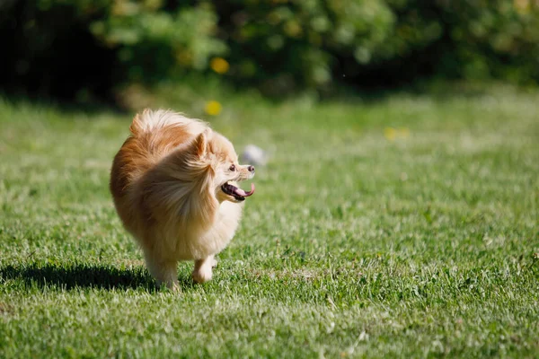 红色的波美拉尼亚犬斯皮茨站在绿色的草坪上 他笑了 伸出舌头 有选择的重点 模糊的背景 — 图库照片
