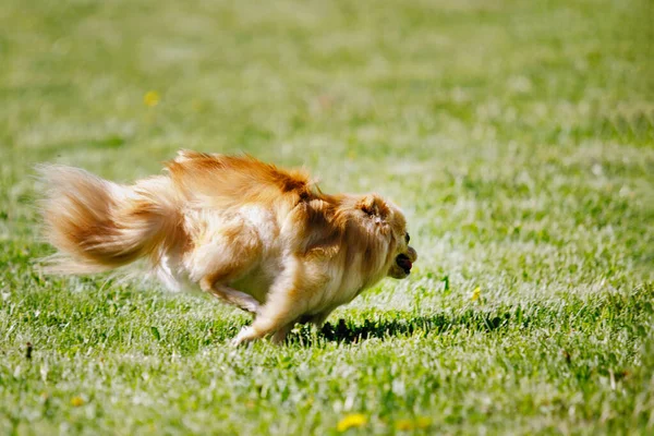 ポメラニアの赤いスピッツ犬は緑の芝生に沿ってスキップします 選択的フォーカス ぼかし背景 — ストック写真