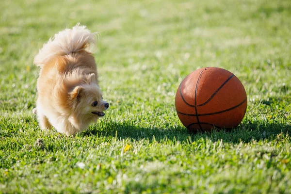 红色波美拉尼亚斯皮茨犬在绿色草坪上打篮球 有选择的重点 模糊的背景 — 图库照片