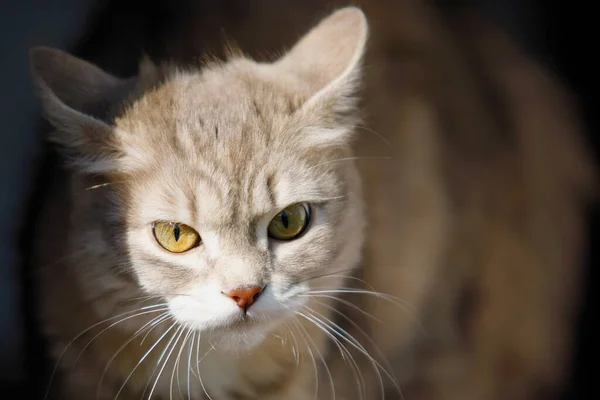 Gato Gris Con Ojos Amarillos Con Cuidado Mira Ferozmente Hacia — Foto de Stock