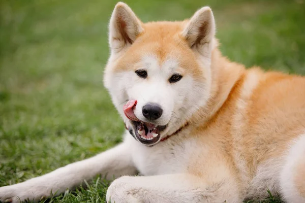 Японская Собака Акита Ину Лежит Улыбается Зеленой Лужайке Выборочный Фокус — стоковое фото