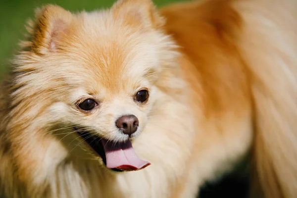 Perro Spitz Rojo Pomeraniano Encuentra Césped Verde Sonríe Saca Lengua —  Fotos de Stock