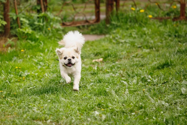 Perro Español Tibetano Corre Juguetea Césped Verde Enfoque Selectivo Fondo —  Fotos de Stock