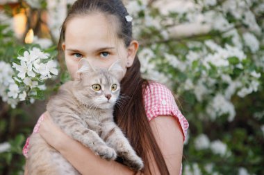Gri tüylü kedi yavrusu çiçek açan elma ağacının arka planında güzel bir kızın kollarında..