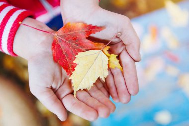 Düşen sonbahar kırmızısı ve sarı yapraklar ellerinde. Seçili Odaklanma.
