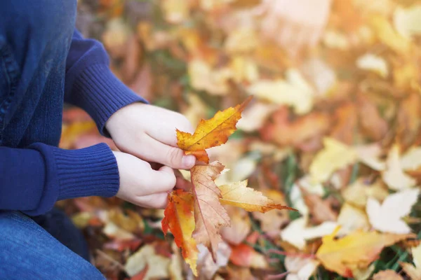 Düşen sonbahar kırmızısı ve sarı yapraklar ellerinde. Seçili Odaklanma.