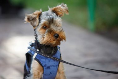 Sıcak elbiseli ve tasmalı bir Yorkshire Teriyerinin komik portresi..