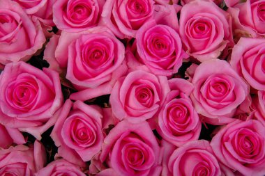 Pembe güllerin geçmişi. Yukarıdan görüntüle.