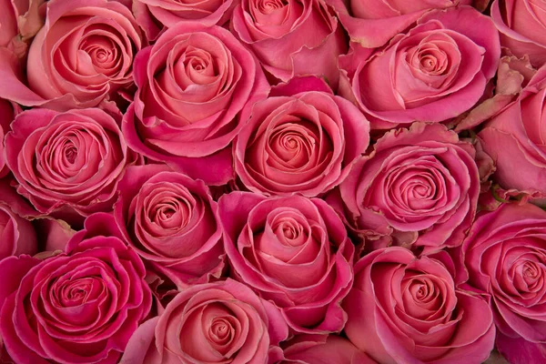 Background Pink Roses View — Stock Photo, Image