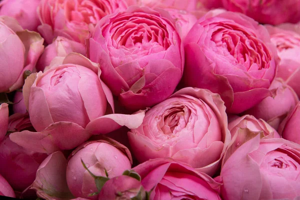 Antecedentes Rosas Rosa Vista Cima — Fotografia de Stock