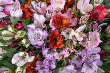 Güzel mor, pembe ve sarı çiçekli arkaplan. Alstroemeria çiçeği renkli. Yakın plan. Yukarıdan görüntüle.