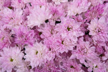 Bir buket pembe kasımpatı yakın plan, üst manzara. Çiçeklerin arka planı.