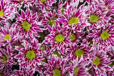 Bir buket pembe kasımpatı yakın plan, üst manzara. Çiçeklerin arka planı.