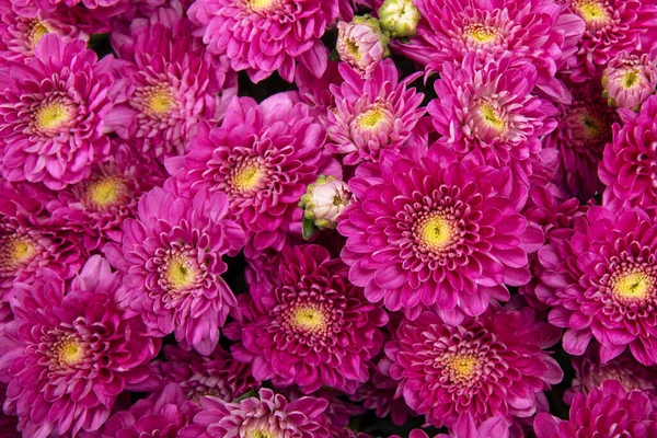 Close Bouquet Pink Chrysanthemums Top View Background Flowers — Stock Photo, Image