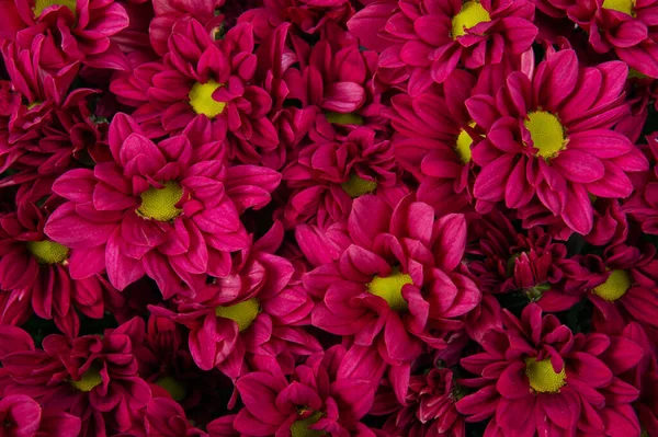 Close Dari Buket Chrysanthemums Merah Muda Top View Latar Belakang — Stok Foto