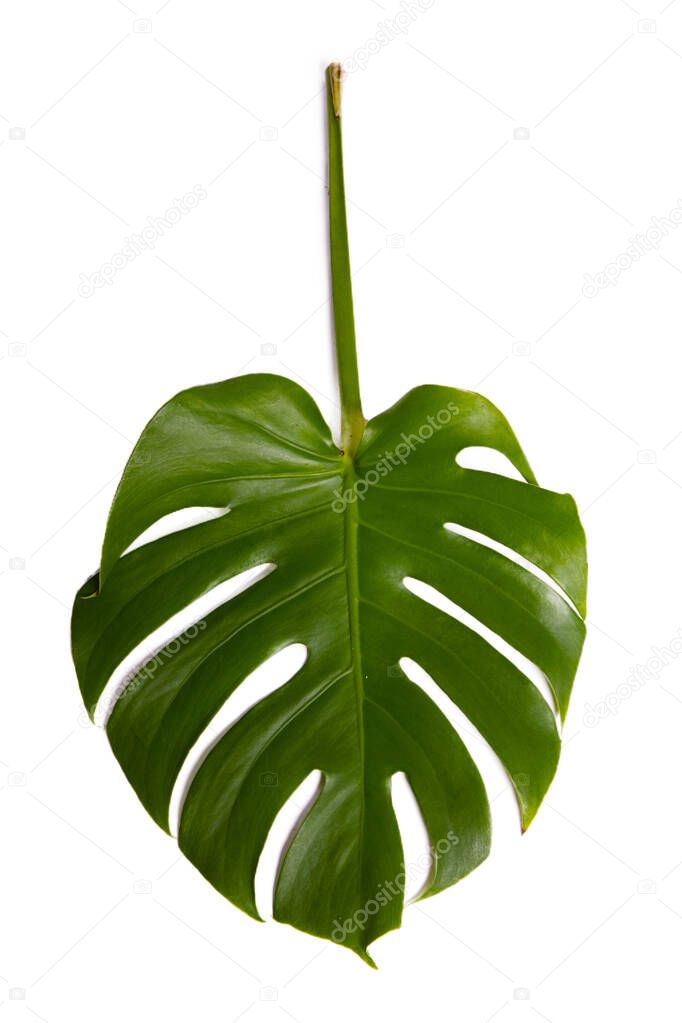 Monstera leaf isolated on white background.
