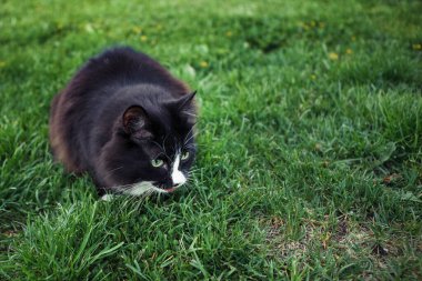 Siyah ve beyaz tüylü kedi çimlerin yeşil çimlerinde oturarak kenarda toplanır. Seçici odak, bulanık arkaplan.