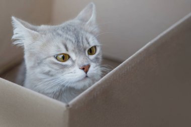 Gri tüylü kedi bir karton kutuda oturur ve dikkatlice dışarı bakar. Sarı gözler. Yakın plan. Seçici odak, bulanık arkaplan.