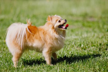 Kırmızı Pomeranya köpekleri yeşil çimlerin üzerinde duruyor. Gülümsüyor, dilini çıkarıyor. Seçici odak, bulanık arkaplan.