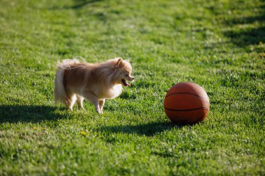 Red Pomeranian Spitz köpeği yeşil çimlerde basketbol topuyla oynuyor. Seçici odak, bulanık arkaplan.