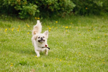 Tibet Spaniel köpeği yeşil çimlerde koşup eğleniyor. Seçici odak, bulanık arkaplan.