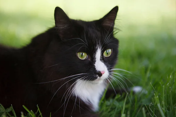 Bianco Nero Gatto Soffice Concentrato Lato Seduto Sull Erba Verde — Foto Stock