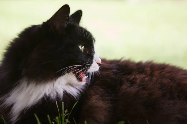 Чорно Біла Пухнаста Кішка Лежить Відкрила Рот Траві Газоні Зелені — стокове фото