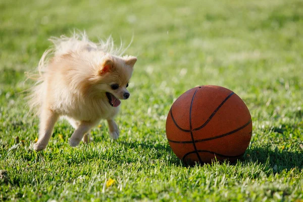 Red Pomeranian Spitz Pes Hraje Basketbalem Zeleném Trávníku Selektivní Zaměření — Stock fotografie