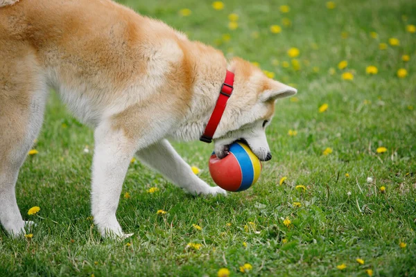 Red Akita Inu Dog Playing Ball Green Lawn Selective Focus — Stock Photo, Image