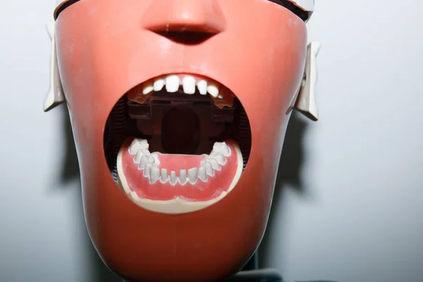 Mannequin teeth head with open mouth for training dental students.