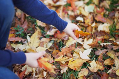 Düşen sonbahar kırmızısı ve sarı yapraklar ellerinde. Seçili Odaklanma.