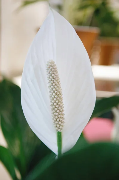 Біла Квітка Кали Листям Очерету Вибірковий Фокус — стокове фото